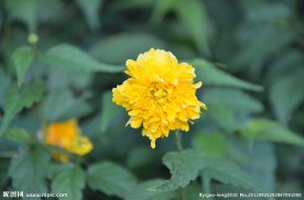 重瓣棣棠花