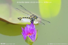 蜻蜓与荷花
