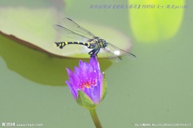 蜻蜓与荷花