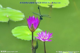 蜻蜓与荷花