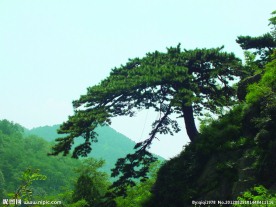 泰山望人松