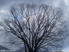 冬天 树杈
