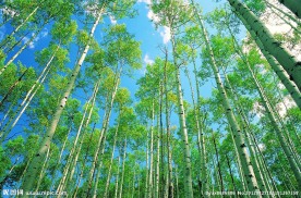 小树林