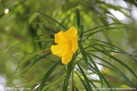 花草