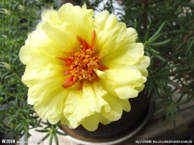 太阳花