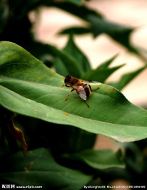 蜜蜂与绿叶