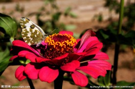 蝴蝶与花