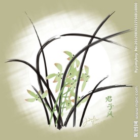 小品兰花