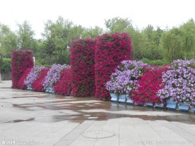牵牛花