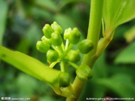 印象 春天 玉竹