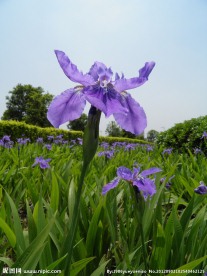 鸢尾