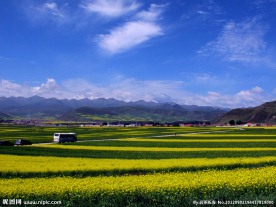 青海油菜花