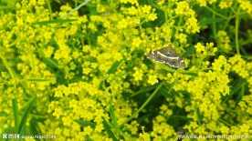 小花 蝴蝶