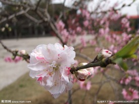 校园花开