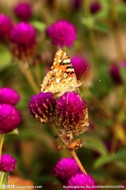 蝴蝶与花