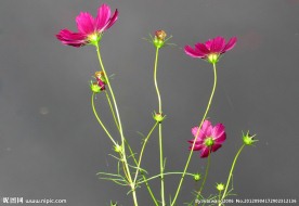 九月格桑花