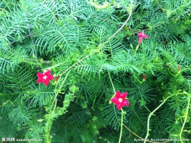 五角星花