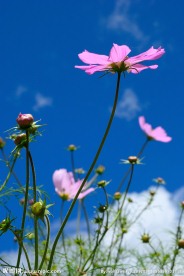 格桑花
