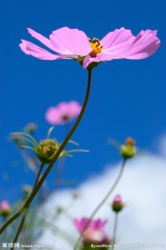 格桑花