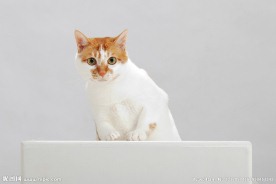 猫上SHOW台