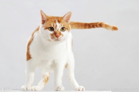 猫上SHOW台