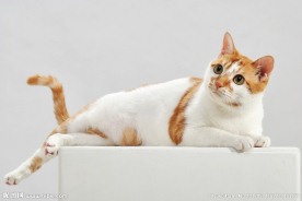 猫上SHOW台
