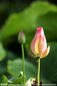夏日荷花