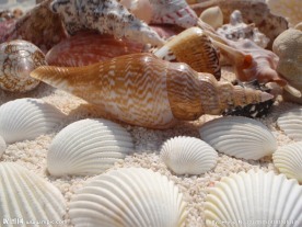 贝壳 海螺