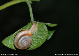 蜗牛