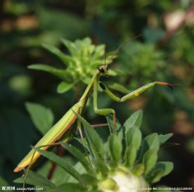 螳螂