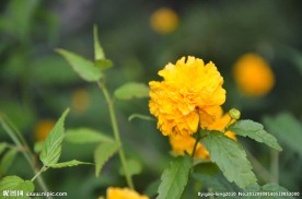 重瓣棣棠花