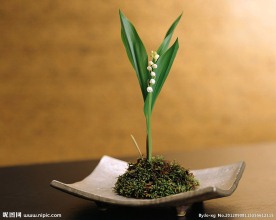 铃兰