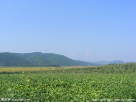绿油油的农田图
