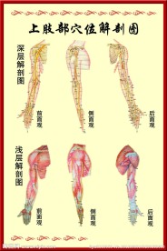 上肢穴位图