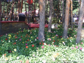 鲜花百色图