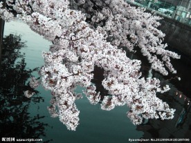 梅花