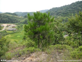 山松
