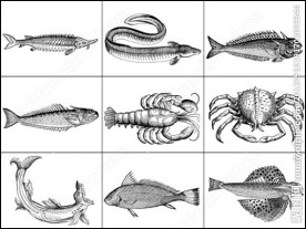 海鱼海洋生物笔刷