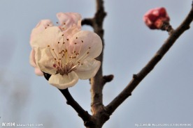 梅花