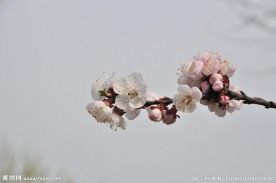 梅花