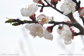 梅花