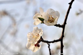 梅花