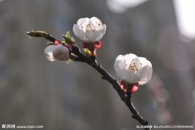梅花