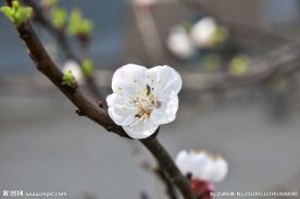 梅花