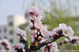 梅花