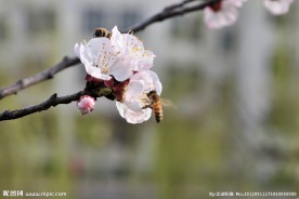 梅花