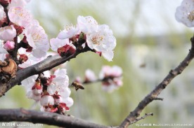 梅花