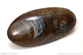 海洋生物化石