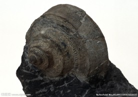 海洋生物化石