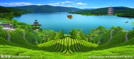 茶叶背景